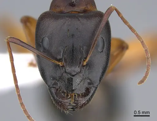 Camponotus troodosensis specimen CASENT0923723 image casent0923723_2