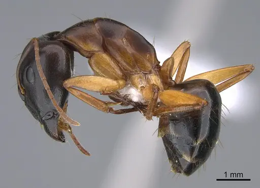Camponotus troodosensis specimen CASENT0923723 image casent0923723_3