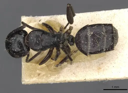 Camponotus truebi specimen CASENT0910426 image casent0910426_1
