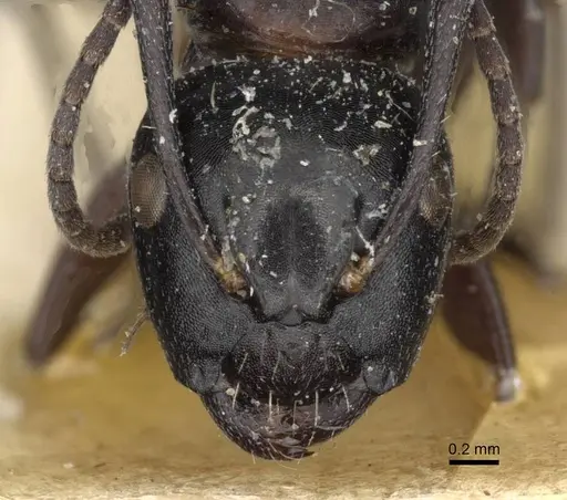 Camponotus truebi specimen CASENT0910426 image casent0910426_2