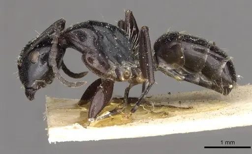 Camponotus truebi specimen CASENT0910426 image casent0910426_3