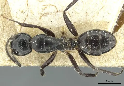 Camponotus truebi specimen CASENT0911704 image casent0911704_1