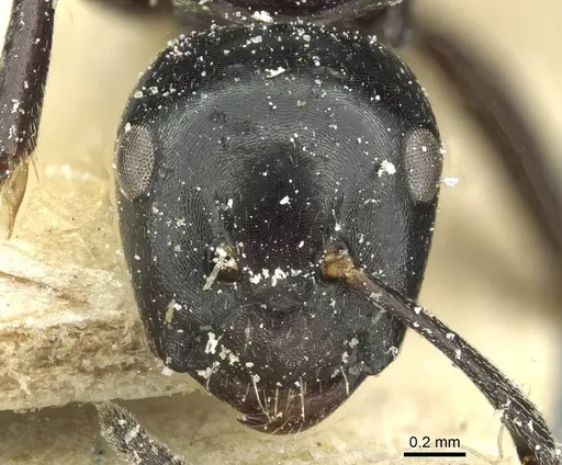 Camponotus truebi specimen CASENT0911704 image casent0911704_2
