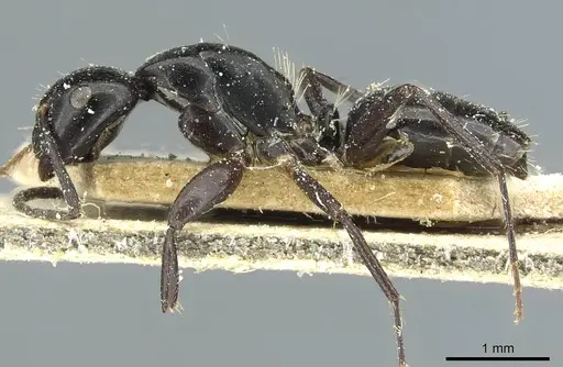 Camponotus truebi specimen CASENT0911704 image casent0911704_3