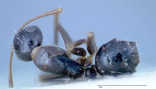 Camponotus truebi specimen FOCOL0121 image focol0121_1
