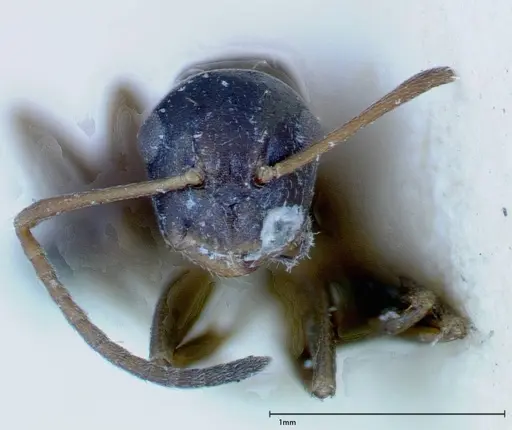 Camponotus truebi specimen FOCOL0121 image focol0121_2