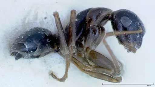 Camponotus truebi specimen FOCOL0121 image focol0121_3