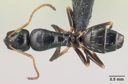 Camponotus tsimelahy specimen CASENT0446651 image casent0446651_1