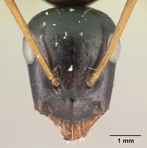 Camponotus tsimelahy specimen CASENT0446651 image casent0446651_2