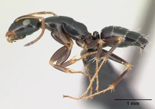 Camponotus tsimelahy specimen CASENT0446651 image casent0446651_3
