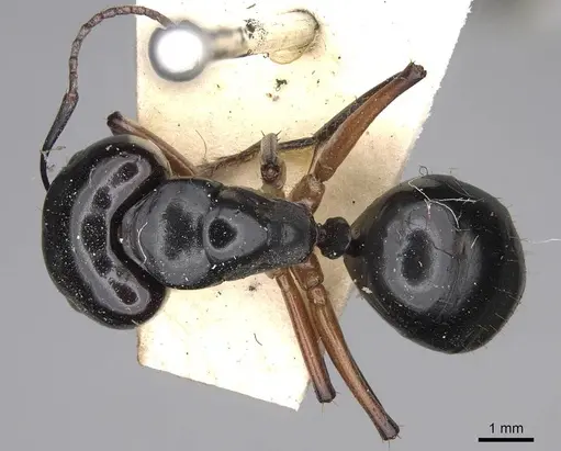 Camponotus tumidus specimen CASENT0906934 image casent0906934_1