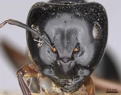 Camponotus tumidus specimen CASENT0906934 image casent0906934_2