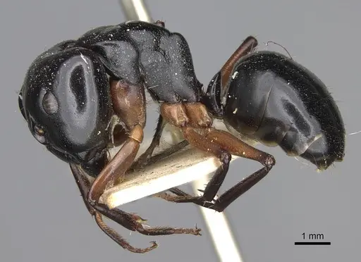 Camponotus tumidus specimen CASENT0906934 image casent0906934_3