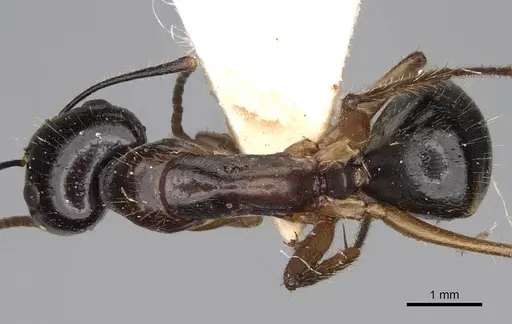 Camponotus tumidus specimen CASENT0906935 image casent0906935_1
