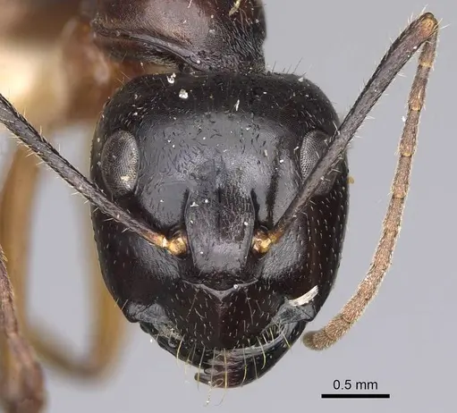Camponotus tumidus specimen CASENT0906935 image casent0906935_2