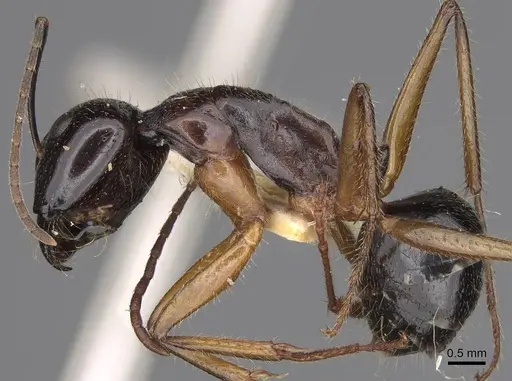 Camponotus tumidus specimen CASENT0906935 image casent0906935_3