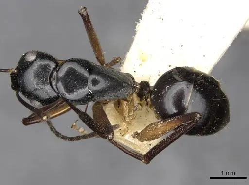 Camponotus tumidus specimen CASENT0910404 image casent0910404_1
