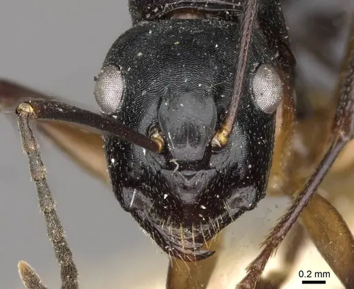 Camponotus tumidus specimen CASENT0910404 image casent0910404_2
