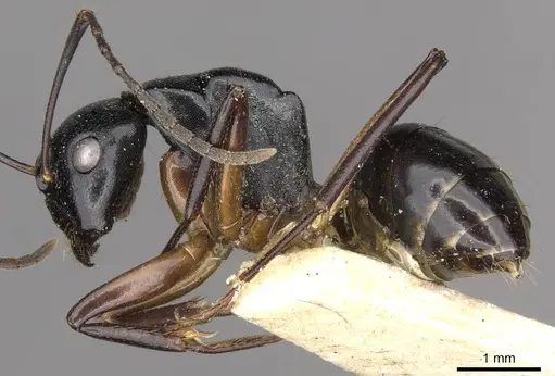 Camponotus tumidus specimen CASENT0910404 image casent0910404_3