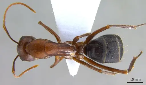 Camponotus turkestanicus specimen ANTWEB1008058 image antweb1008058_1