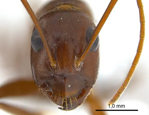 Camponotus turkestanicus specimen ANTWEB1008058 image antweb1008058_2