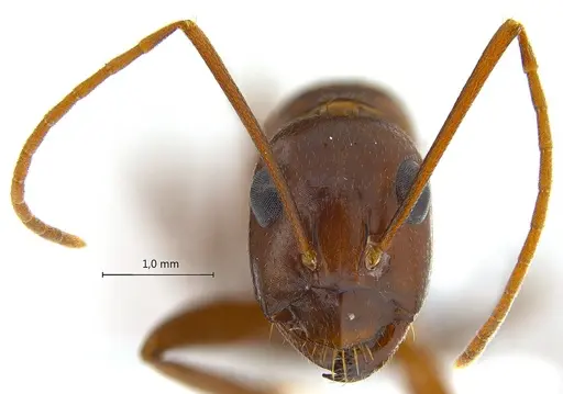 Camponotus turkestanicus specimen ANTWEB1008058 image antweb1008058_3
