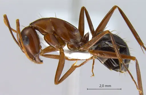 Camponotus turkestanicus specimen ANTWEB1008058 image antweb1008058_4