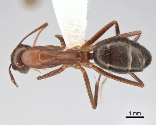 Camponotus turkestanicus specimen CASENT0882047 image casent0882047_1