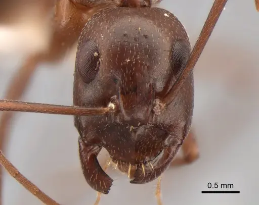 Camponotus turkestanicus specimen CASENT0882047 image casent0882047_2