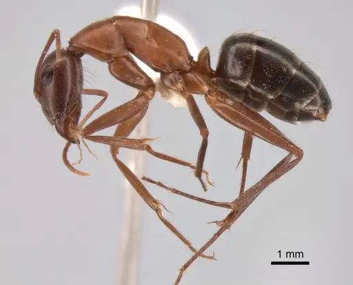 Camponotus turkestanicus specimen CASENT0882047 image casent0882047_3