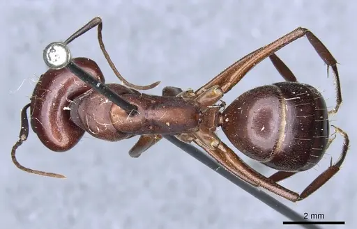 Camponotus turkestanicus specimen CASENT0905317 image casent0905317_1