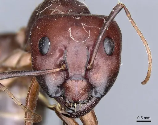 Camponotus turkestanicus specimen CASENT0905317 image casent0905317_2