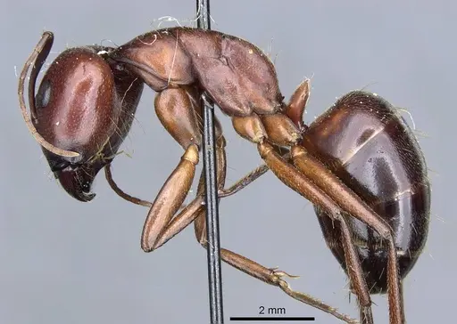 Camponotus turkestanicus specimen CASENT0905317 image casent0905317_3