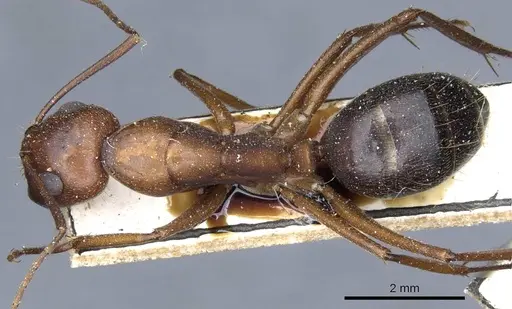 Camponotus turkestanicus specimen CASENT0905318 image casent0905318_1