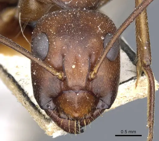 Camponotus turkestanicus specimen CASENT0905318 image casent0905318_2