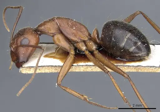 Camponotus turkestanicus specimen CASENT0905318 image casent0905318_3