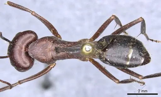 Camponotus turkestanicus specimen CASENT0905319 image casent0905319_1