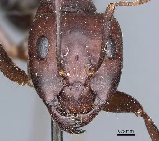 Camponotus turkestanicus specimen CASENT0905319 image casent0905319_2