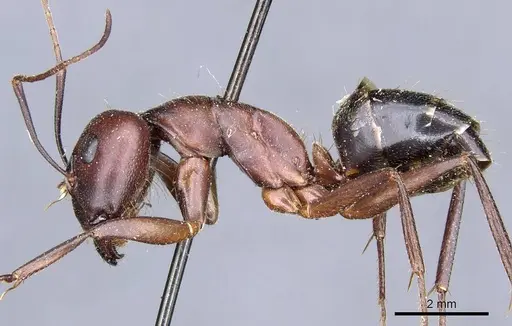Camponotus turkestanicus specimen CASENT0905319 image casent0905319_3