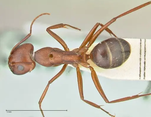 Camponotus turkestanicus specimen FOCOL2410 image focol2410_1