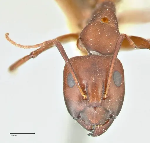 Camponotus turkestanicus specimen FOCOL2410 image focol2410_2