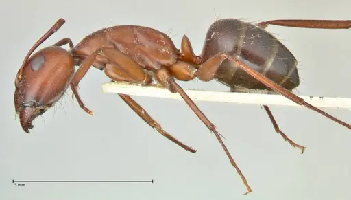 Camponotus turkestanicus specimen FOCOL2410 image focol2410_3