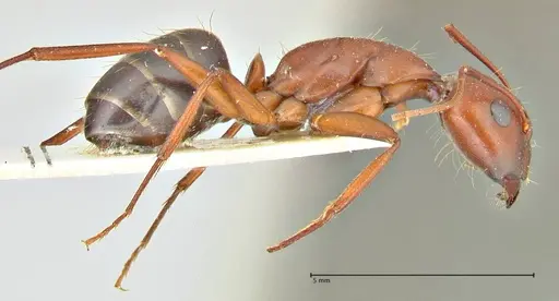 Camponotus turkestanicus specimen FOCOL2410 image focol2410_4