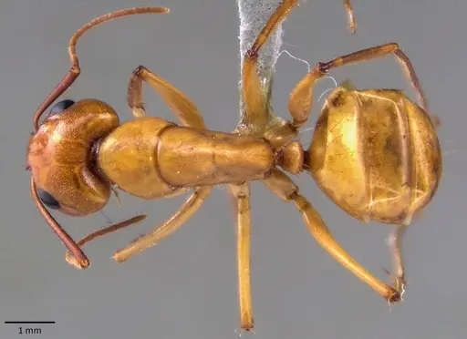 Camponotus turkestanus specimen ANTWEB1041824 image antweb1041824_1