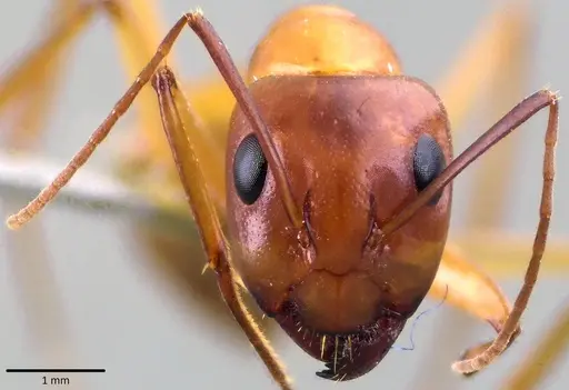 Camponotus turkestanus specimen ANTWEB1041824 image antweb1041824_2