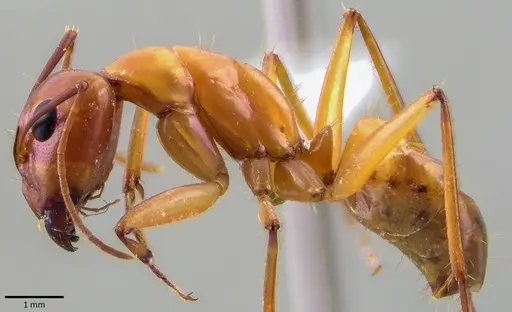 Camponotus turkestanus specimen ANTWEB1041824 image antweb1041824_3