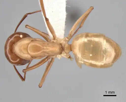 Camponotus turkestanus specimen CASENT0882048 image casent0882048_1