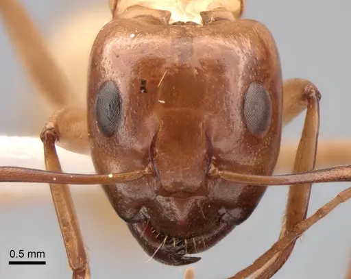 Camponotus turkestanus specimen CASENT0882048 image casent0882048_2