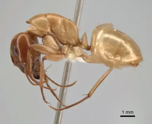 Camponotus turkestanus specimen CASENT0882048 image casent0882048_3