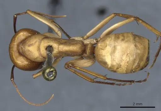 Camponotus turkestanus specimen CASENT0905308 image casent0905308_1
